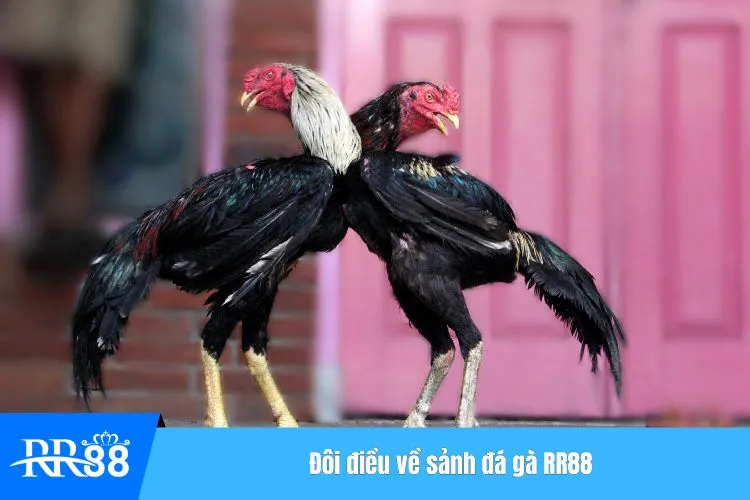 Đôi điều về sảnh đá gà RR88
