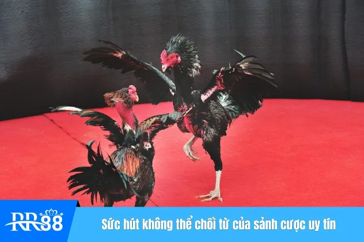 Sức hút không thể chối từ của sảnh cược uy tín